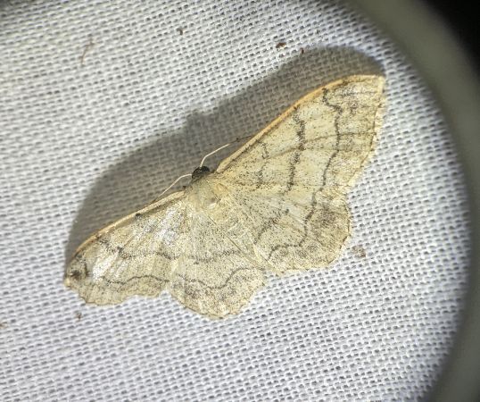 Idaea deversaria 