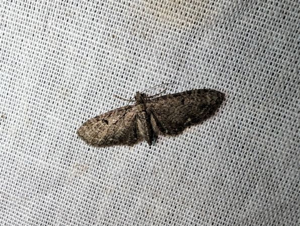 Eupithecia virgaureata 