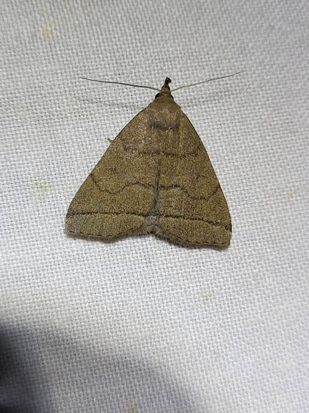 Herminia tarsipennalis  - Thomas Lux
