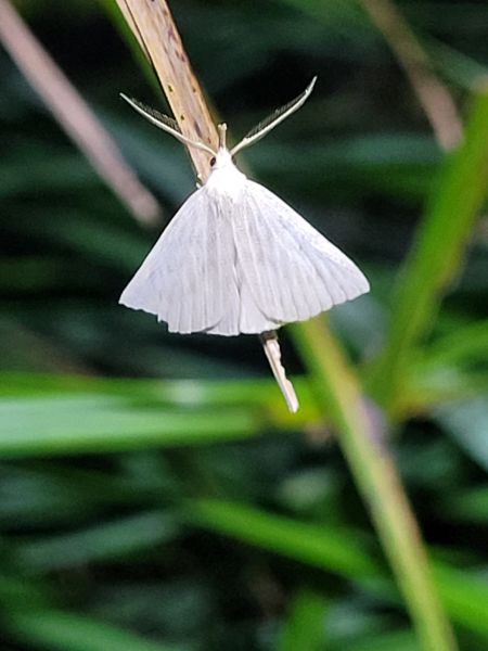 Macrochilo cribrumalis  - Thomas Lux