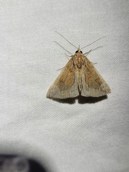 Hypena crassalis  - Thomas Lux