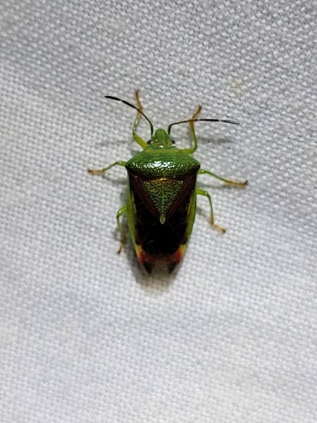 Elasmostethus interstinctus  - Thomas Lux