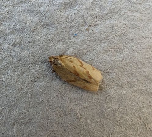 Clepsis pallidana 