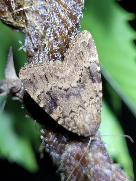 Amphipyra berbera  - Thomas Lux