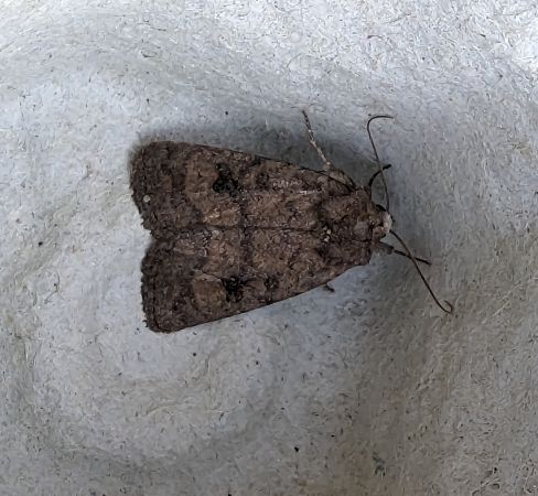 Caradrina morpheus 