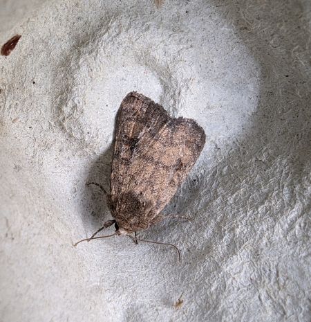 Caradrina morpheus 