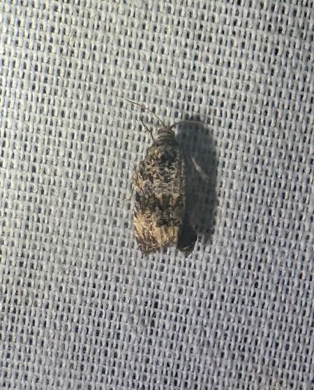 Endothenia sp. 