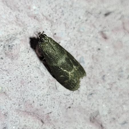 Glyptoteles leucacrinella  - Thomas Lux