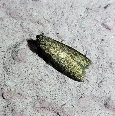 Glyptoteles leucacrinella  - Thomas Lux