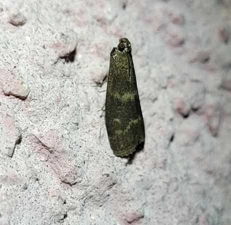 Glyptoteles leucacrinella  - Thomas Lux