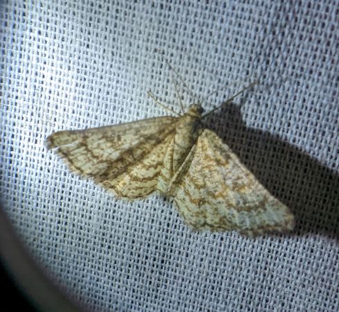 Heliomata glarearia 