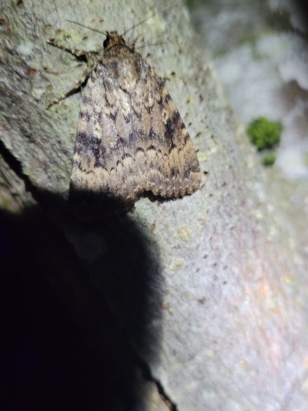 Amphipyra berbera  - Thomas Lux