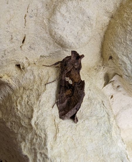 Chrysodeixis chalcites 