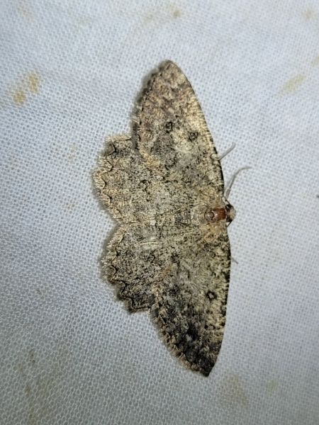 Charissa obscurata  - Thomas Lux