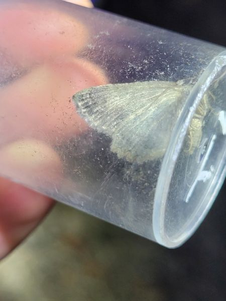 Charissa obscurata  - Thomas Lux