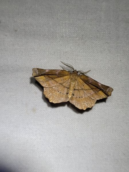 Apeira syringaria  - Thomas Lux