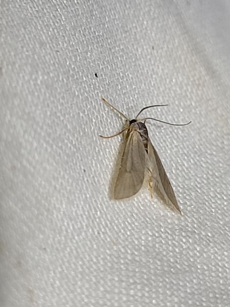 Acentria ephemerella  - Thomas Lux