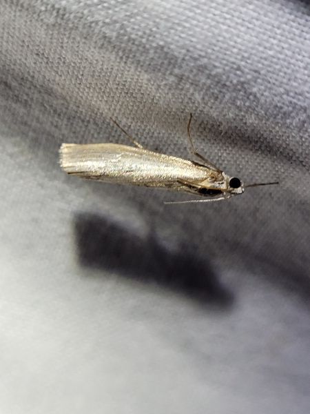 Selagia argyrella  - Thomas Lux