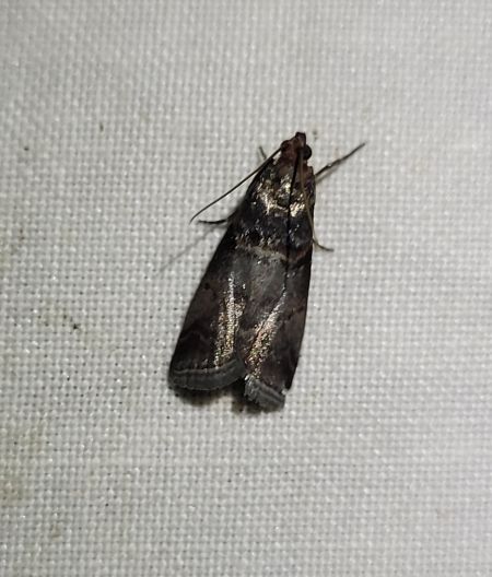 Acrobasis advenella  - Thomas Lux