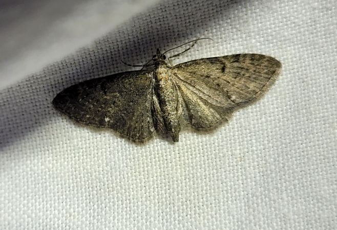 Eupithecia virgaureata  - Thomas Lux