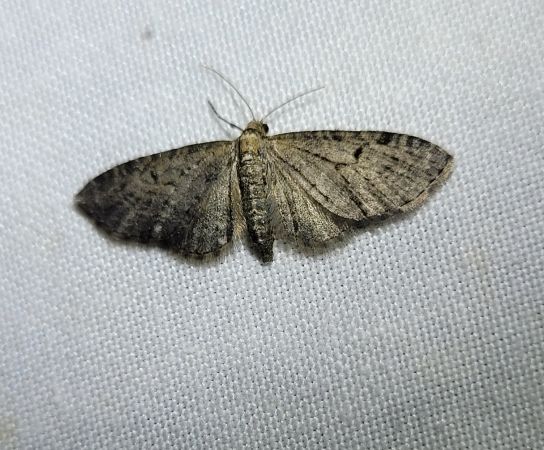 Eupithecia virgaureata  - Thomas Lux