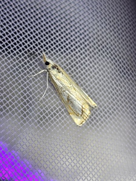 Catoptria pinella  - Thomas Lux
