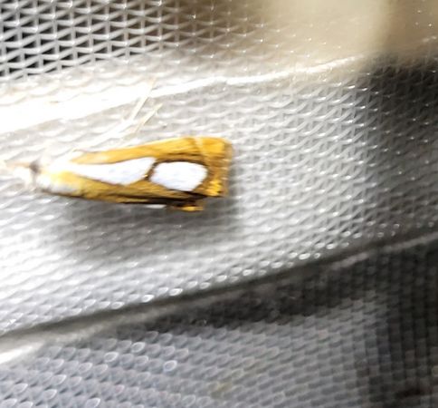 Catoptria pinella  - Thomas Lux