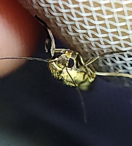 Eilema lutarella  - Thomas Lux