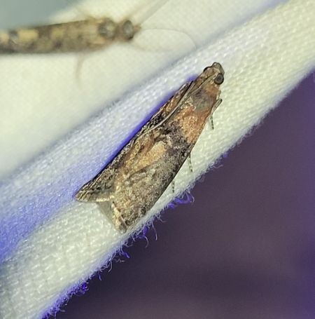 Euzophera pinguis  - Thomas Lux