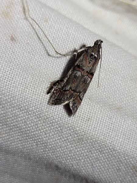 Pempelia palumbella  - Thomas Lux