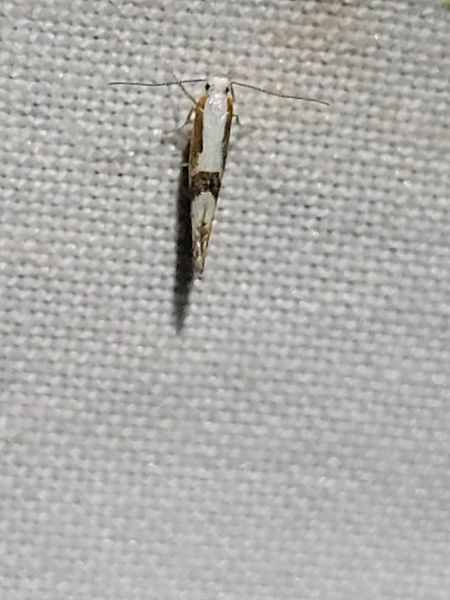 Argyresthia pruniella  - Thomas Lux