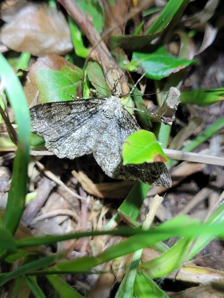Deileptenia ribeata  - Thomas Lux