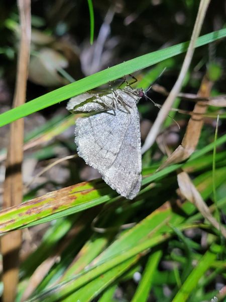 Deileptenia ribeata  - Thomas Lux