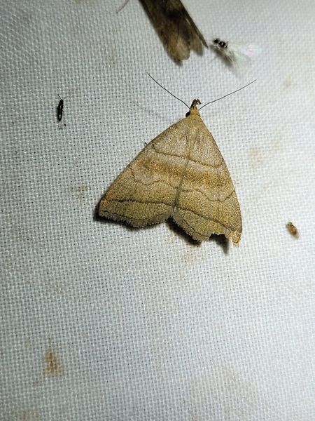 Herminia tarsicrinalis  - Thomas Lux