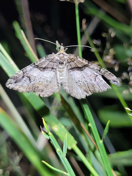 Pareulype berberata  - Thomas Lux