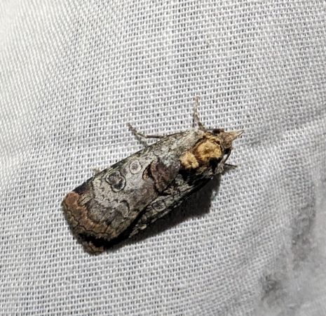 Epilecta linogrisea 