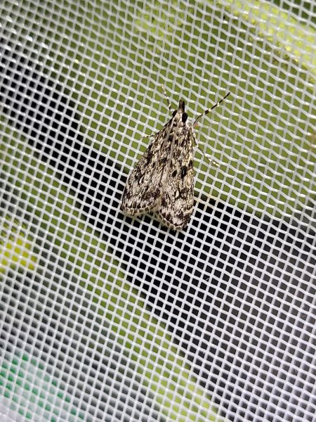 Eudonia lacustrata  - Thomas Lux