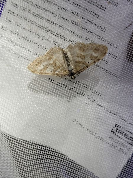 Epirrhoe molluginata  - Thomas Lux