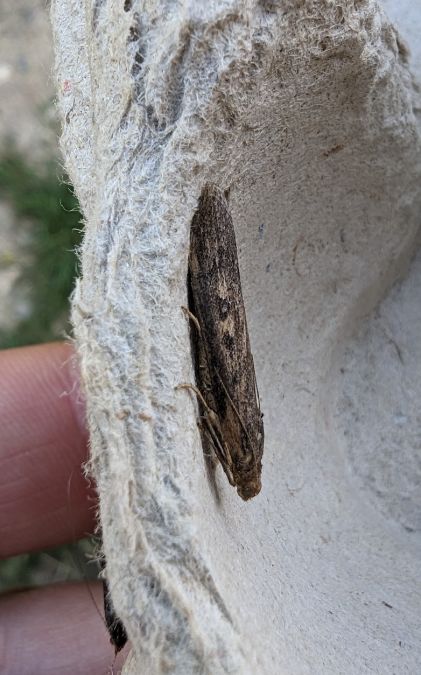 Melissoblaptes zelleri 
