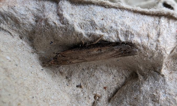 Melissoblaptes zelleri 