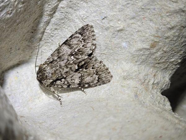 Acronicta auricoma  - Thomas Lux