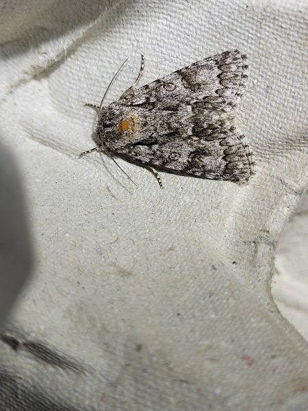 Acronicta auricoma  - Thomas Lux