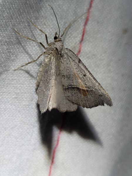 Macaria artesiaria  - Thomas Lux