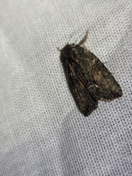 Bryophila raptricula  - Thomas Lux
