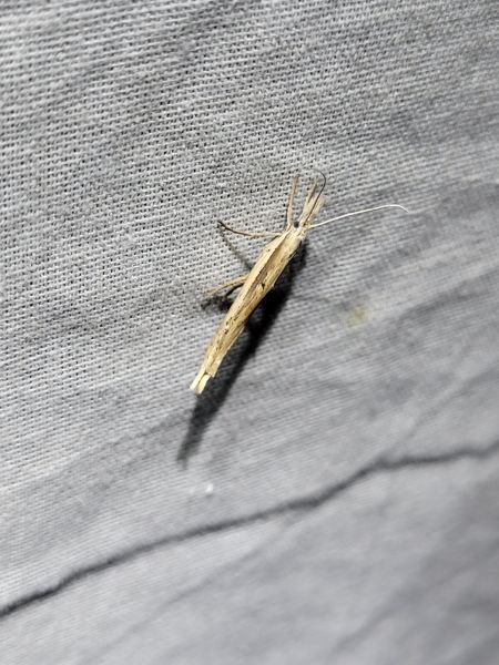 Ypsolopha mucronella  - Thomas Lux