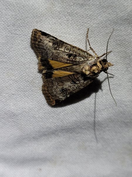 Epilecta linogrisea  - Thomas Lux