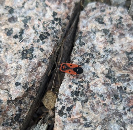 Melanocoryphus albomaculatus 