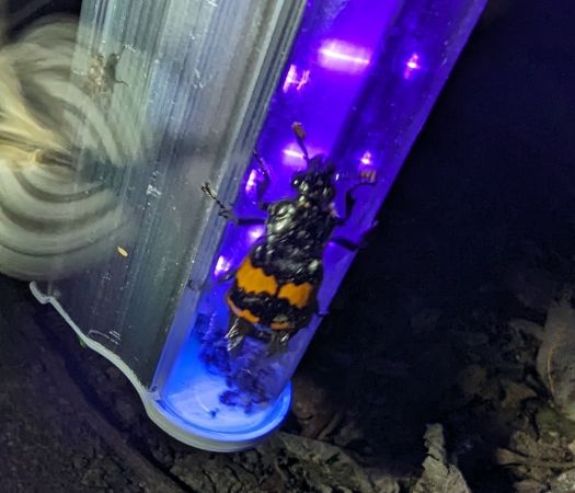 Nicrophorus investigator 