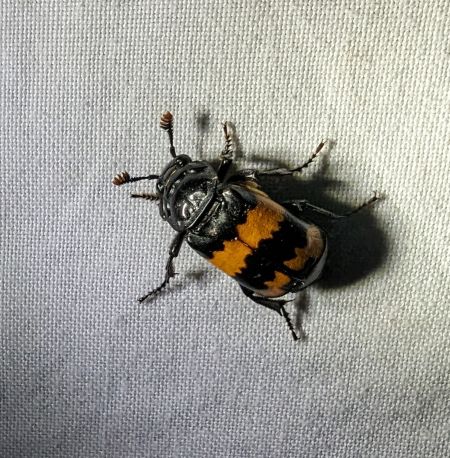 Nicrophorus investigator 