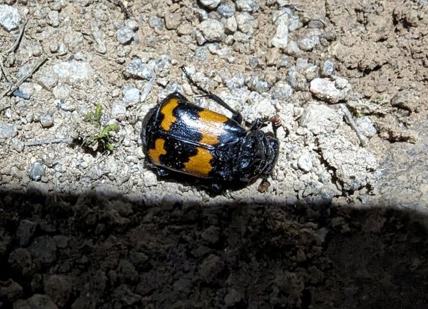 Nicrophorus investigator 